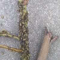 上海園林綠化養(yǎng)護(hù)病蟲害高發(fā)，欒樹多態(tài)芽蟲防治